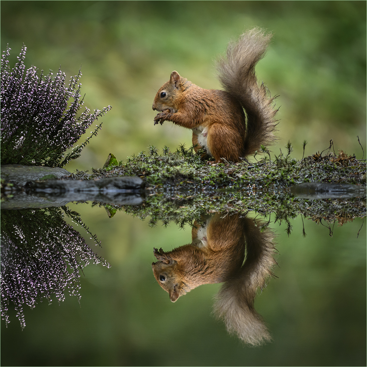 RED SQUIRREL REFLECTION